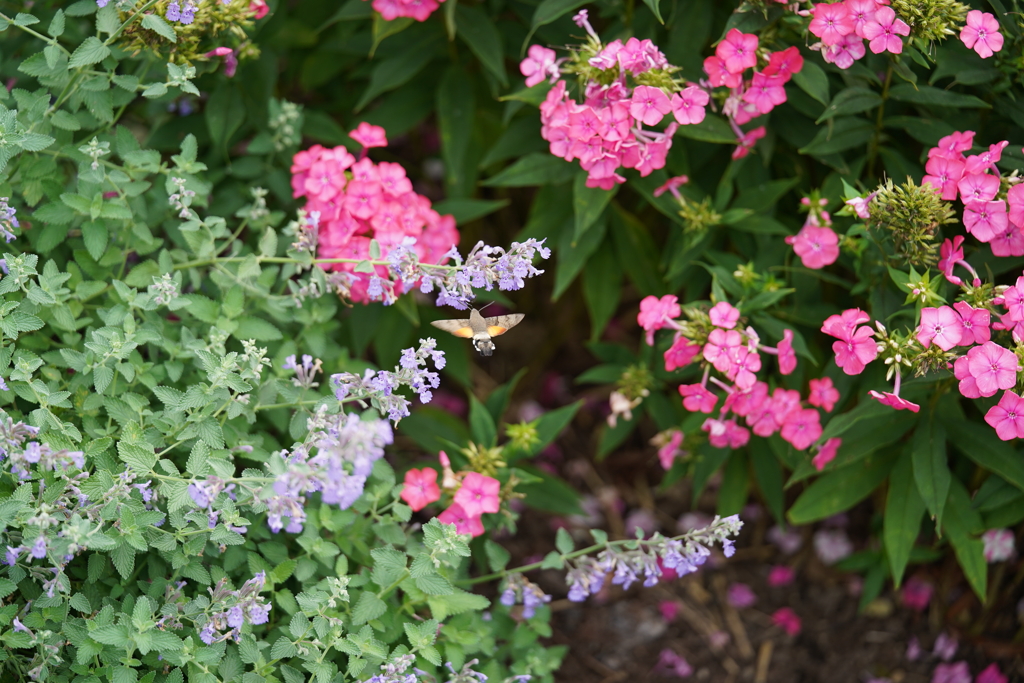 公園の花