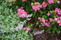 公園の花
