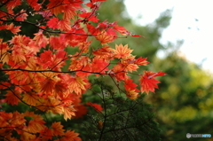 DSC08434c