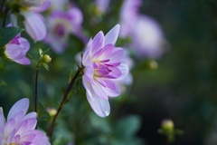 公園の花