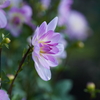 公園の花