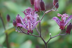 公園の花