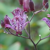 公園の花