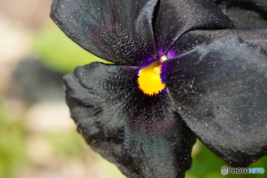 公園の花 by jiggle （ID：13522587） - 写真共有サイト:PHOTOHITO