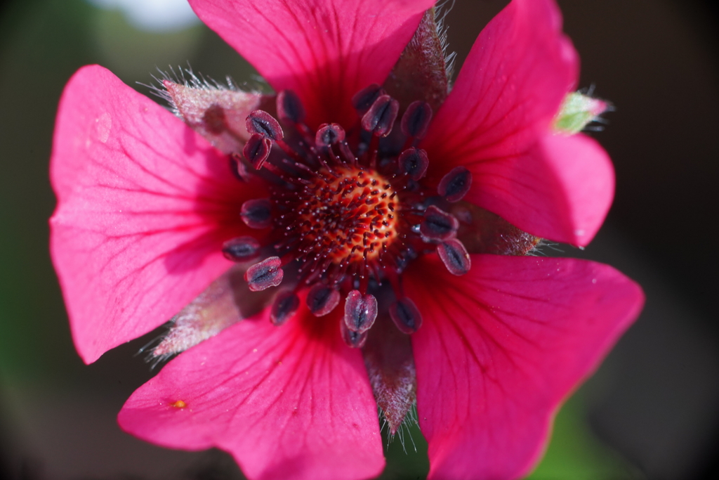 公園の花