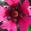 公園の花