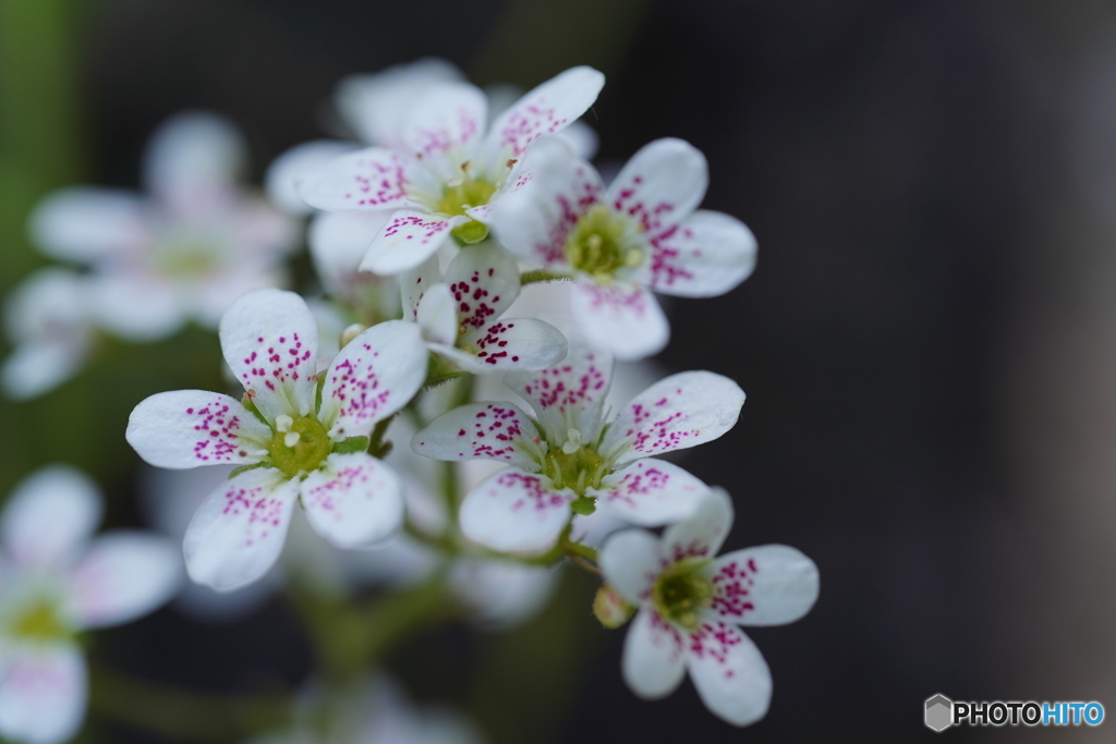 公園の花 by jiggle （ID：13536275） - 写真共有サイト:PHOTOHITO