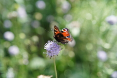公園の花