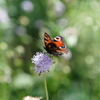 公園の花