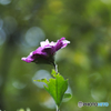 PICT0126