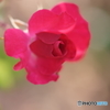 DSC03121