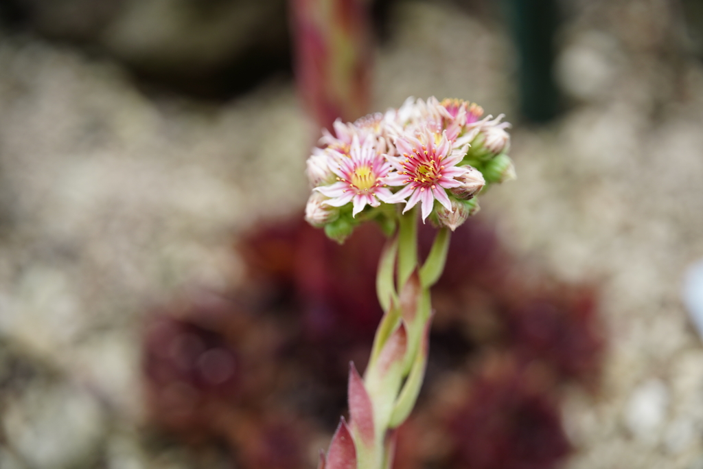 公園の花 by jiggle （ID：13587987） - 写真共有サイト:PHOTOHITO