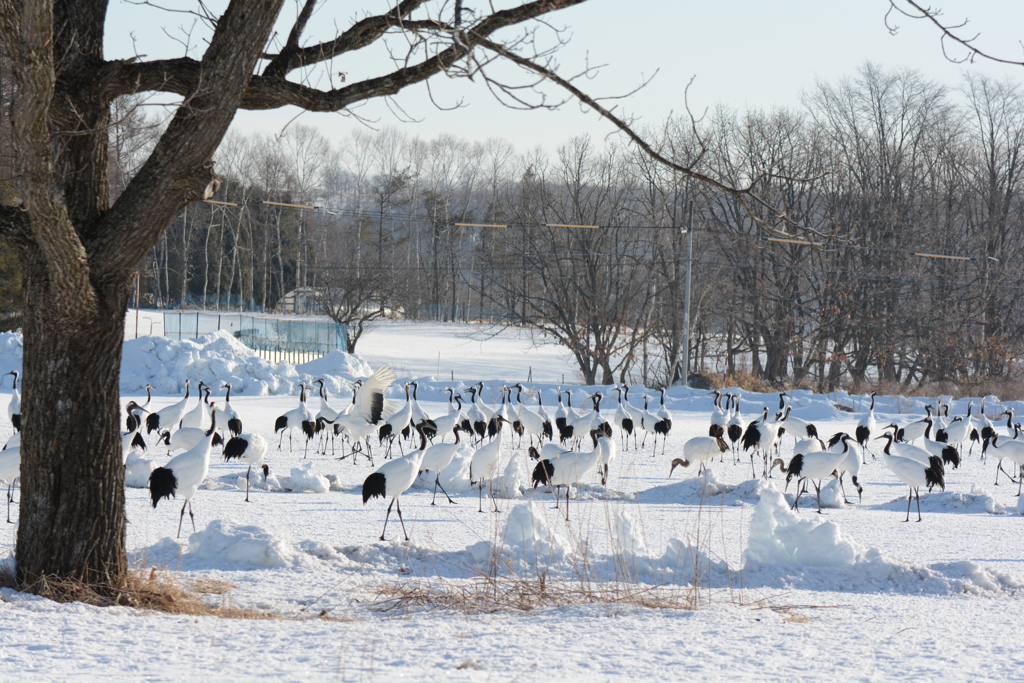 鶴だらけ