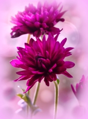 Flower shot 1