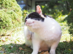 ひなたぼっこ