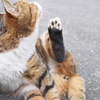 伸び