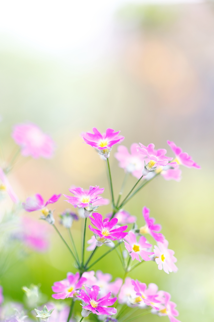 Virgo Pink V