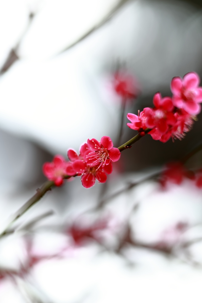 濃紅（KOIKURENAI）