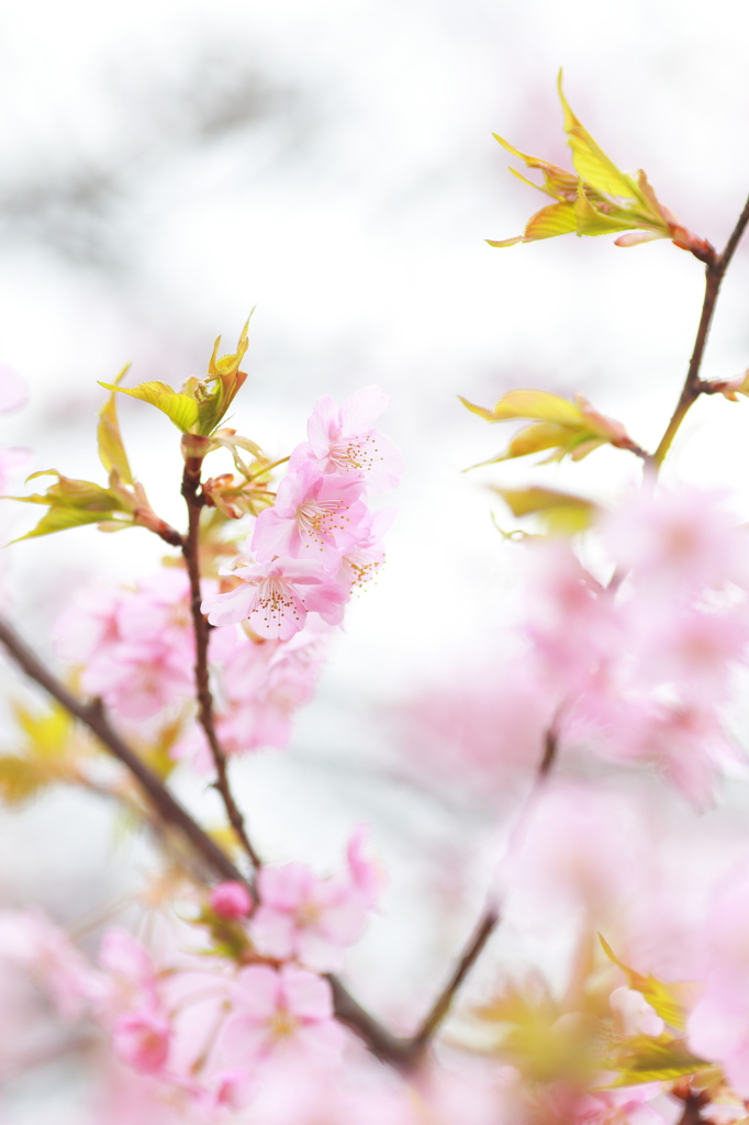 鴇色（TOKI-IRO）I