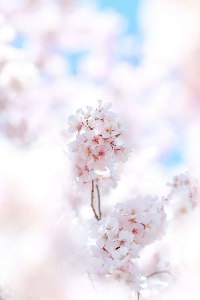 Powder White III