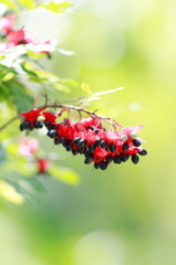 Mickey Mouse plant Red & Black II