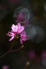 花影紫（KAEI-SHI）