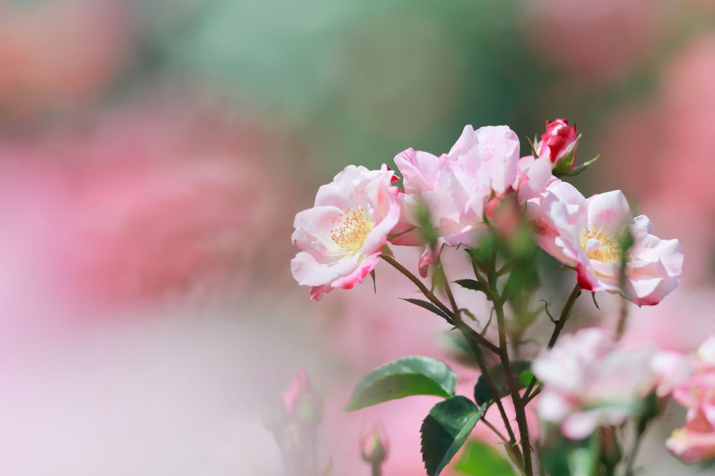 花霞 II