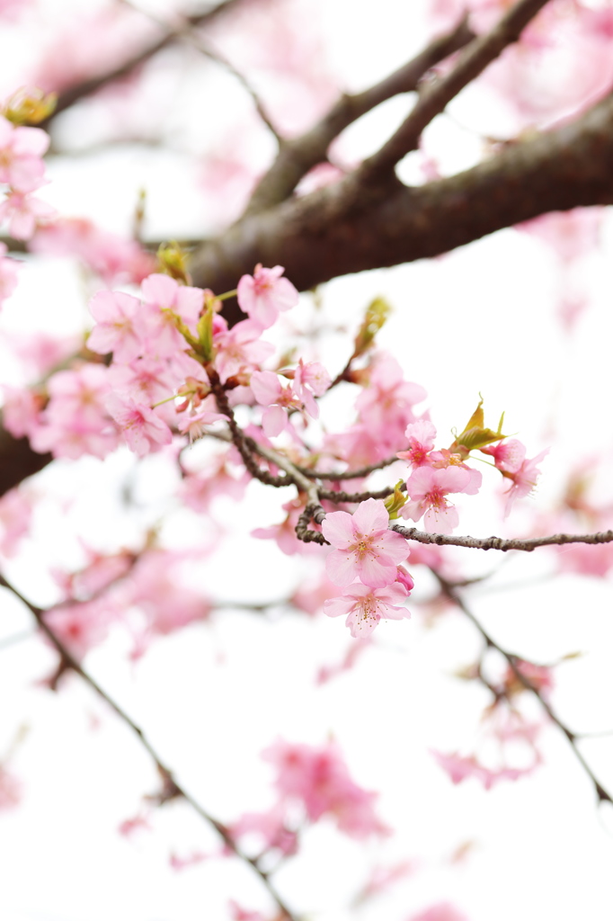 鴇色（TOKI-IRO）II