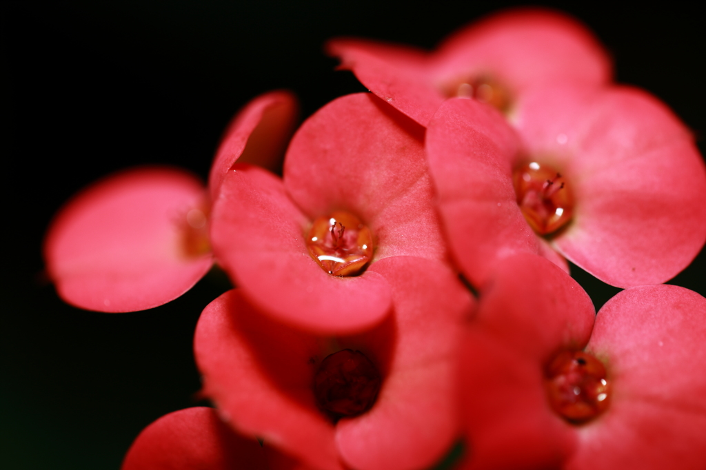 Apple Red I