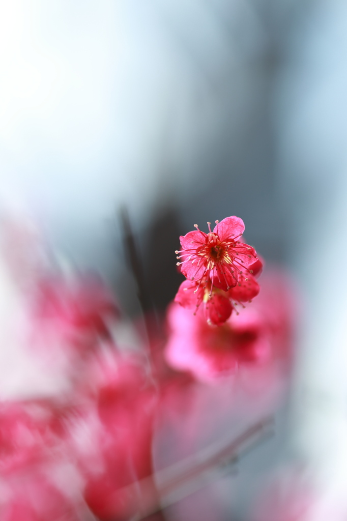 Crimson II