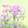 Virgo Pink III