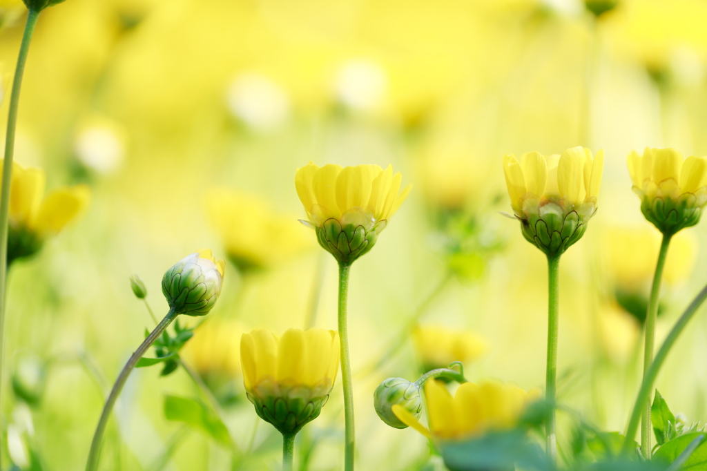 Brilliant Yellow II