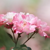 花霞 I
