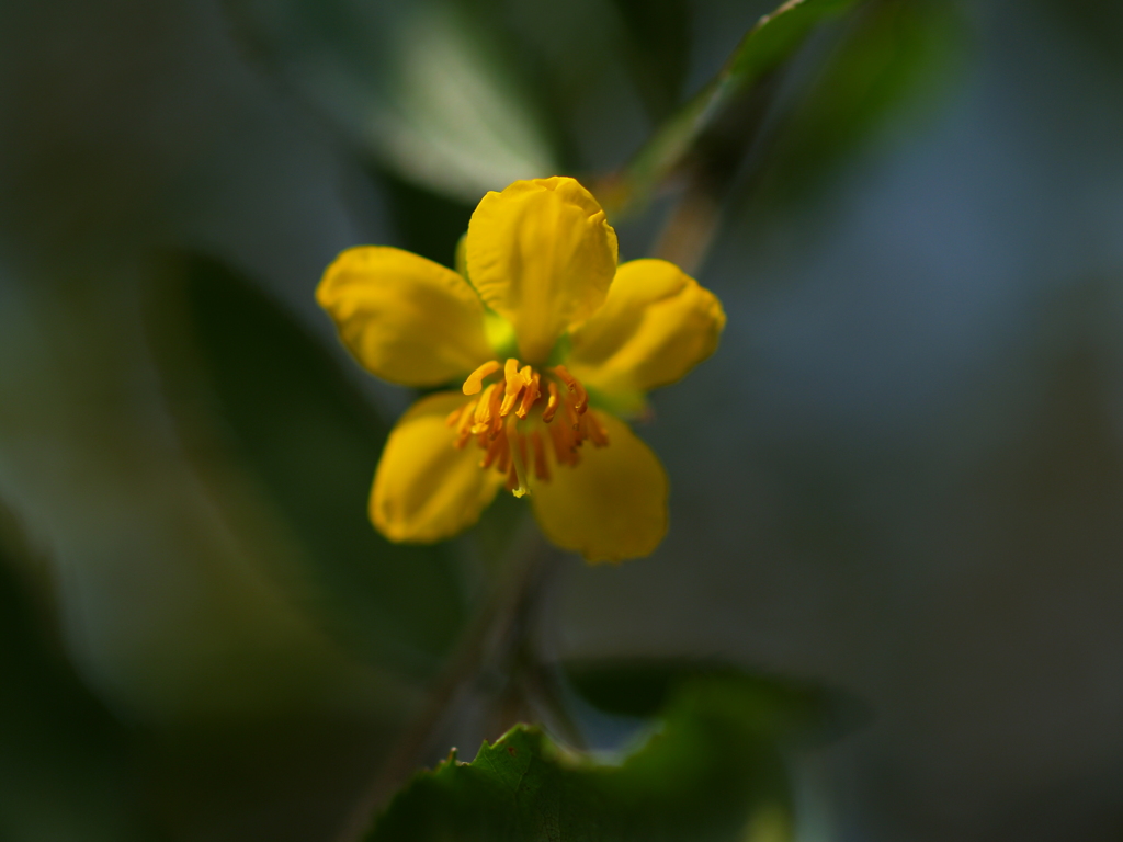 Mickey Mouse plant Yellow