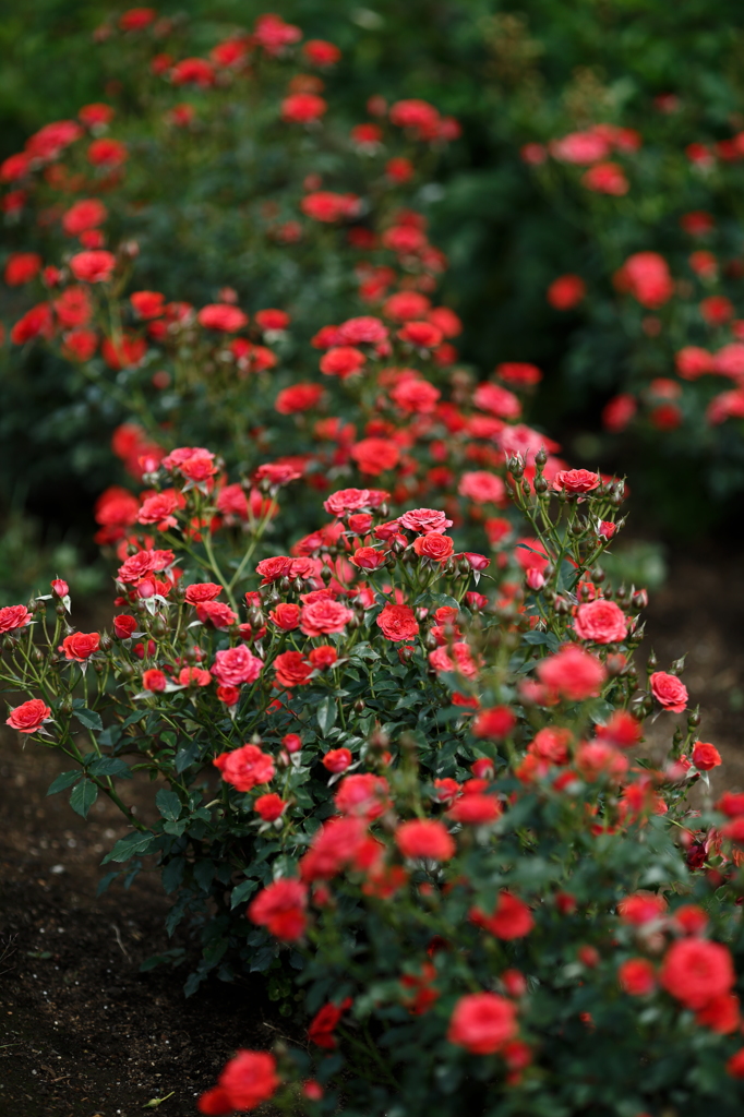 Toreador Red II