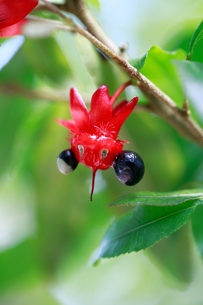 Mickey Mouse plant Red & Black I