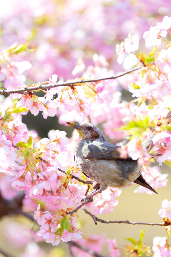 媚茶（KOBITYA）