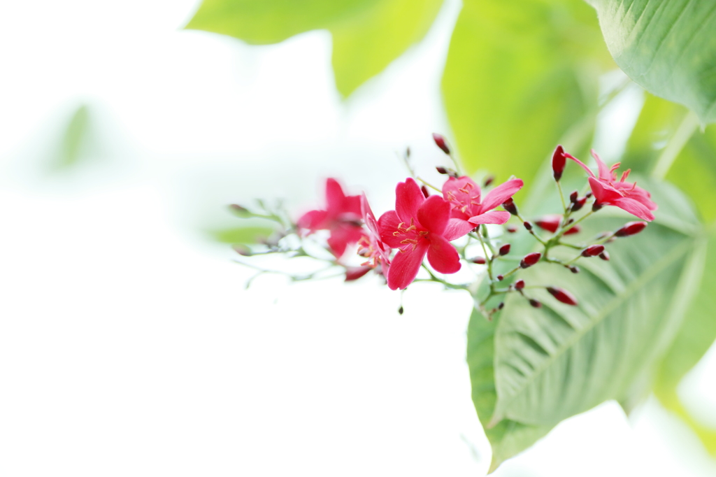 Cherry Red I