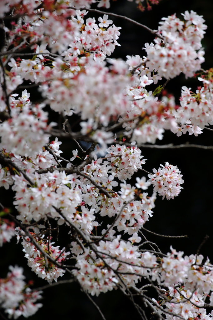 染井吉野（SOMEIYOSHINO）III