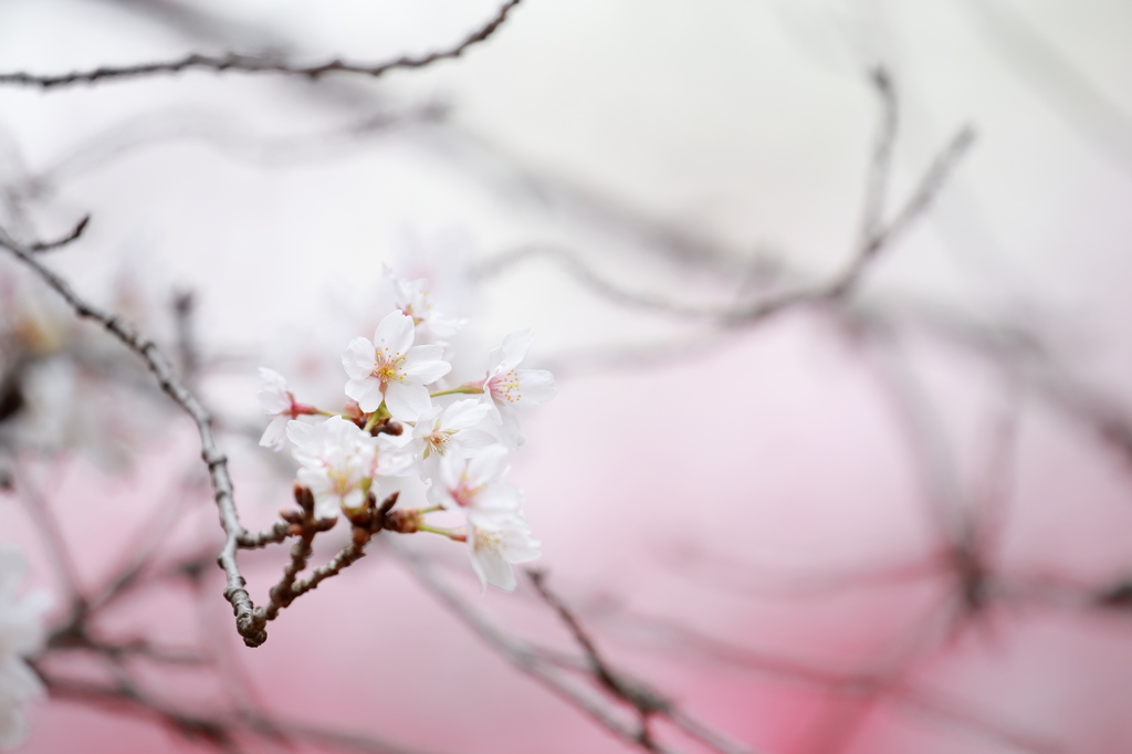染井吉野（SOMEIYOSHINO）IV