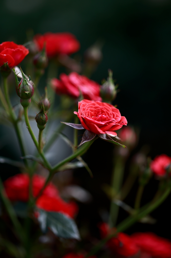 Toreador Red I