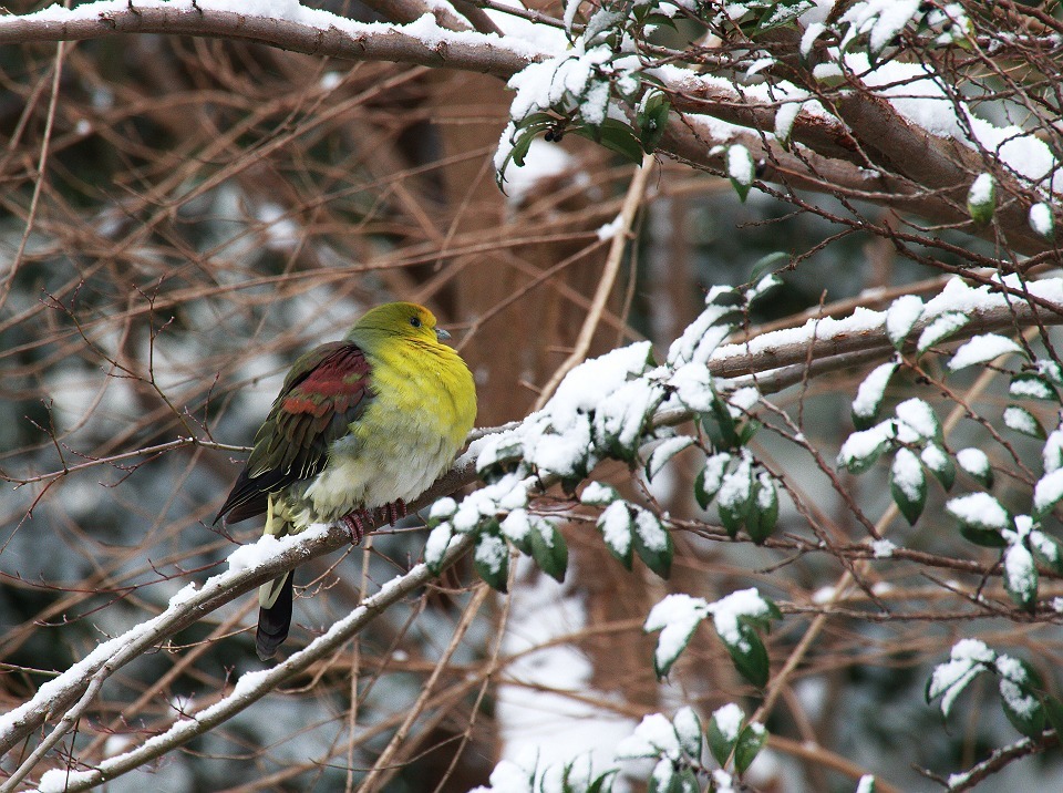 初雪♫