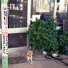 「猛犬」