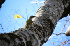 鳥の名前は・・・