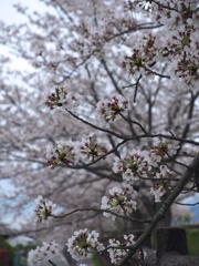 桜　曇り空