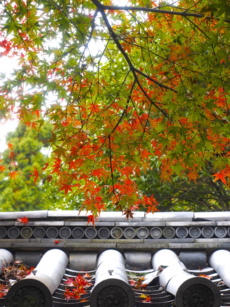 色づく紅葉