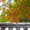 色づく紅葉