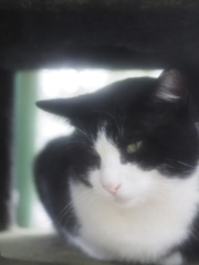 猫の雨宿り