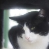 猫の雨宿り