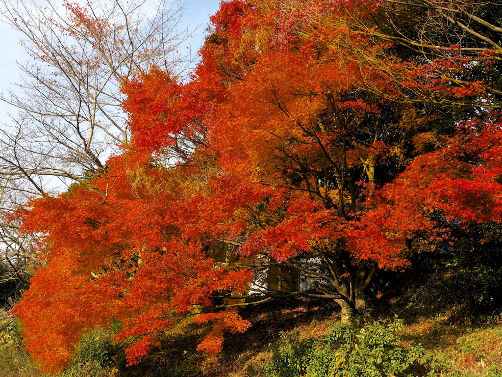 紅葉